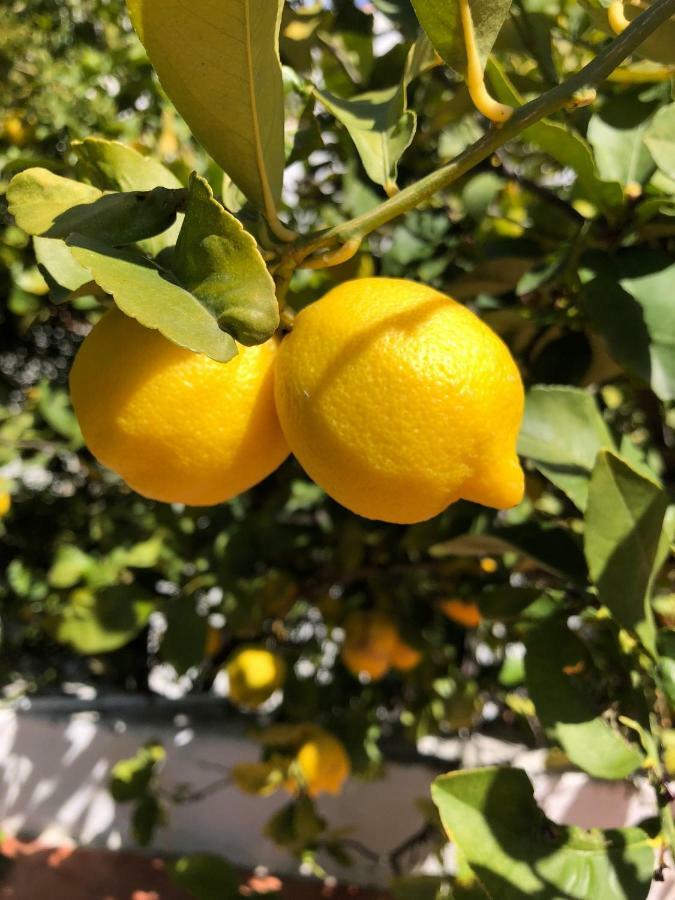 Limonero Bnb Gualchos Kültér fotó